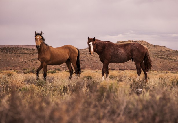 Horses in Field